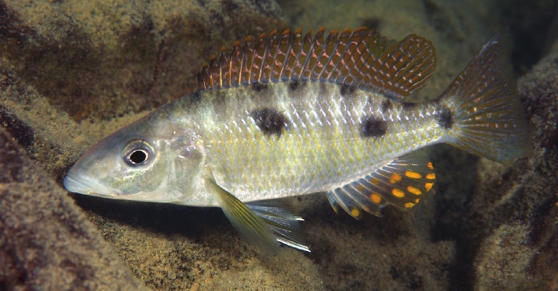 Stigmatochromis pholidophorus 'Chiofu'